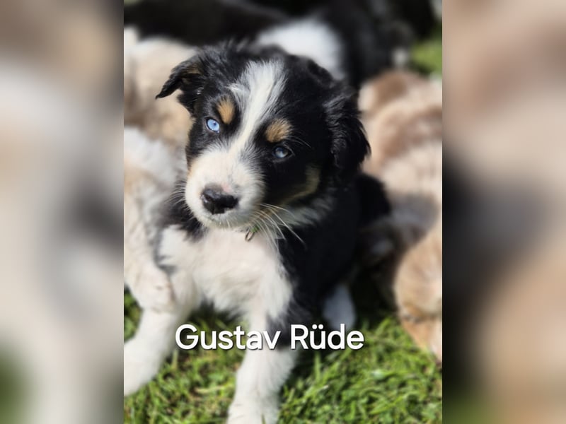 Australian Shepherd Welpen