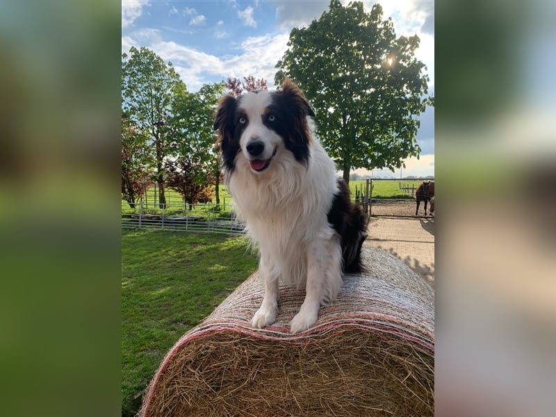 erfahrener Australien Shepherd Deckrüde - Black Tri mit blauen Augen