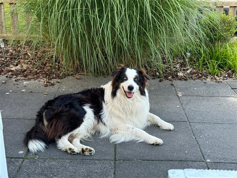 erfahrener Australien Shepherd Deckrüde - Black Tri mit blauen Augen