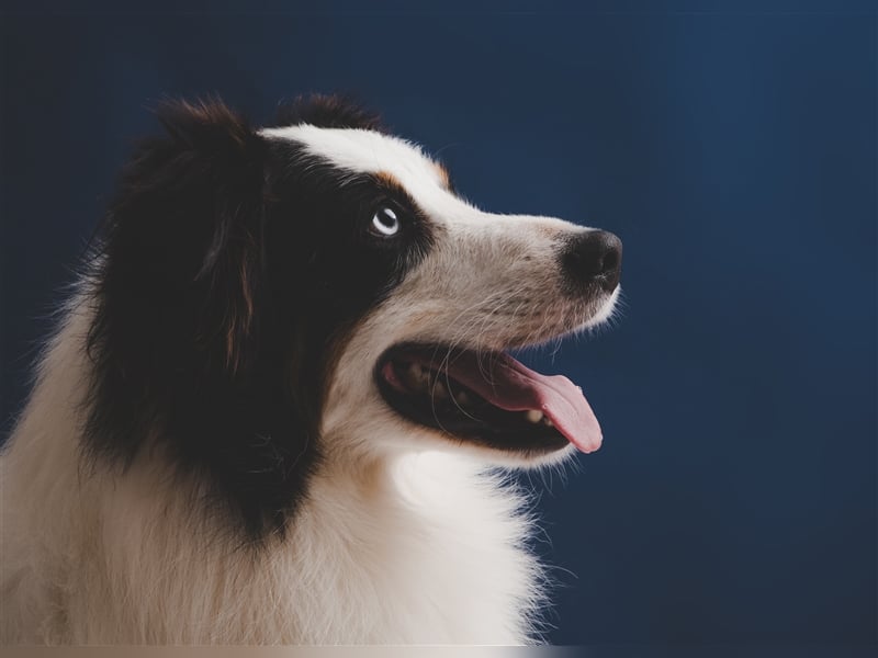 erfahrener Australien Shepherd Deckrüde - Black Tri mit blauen Augen