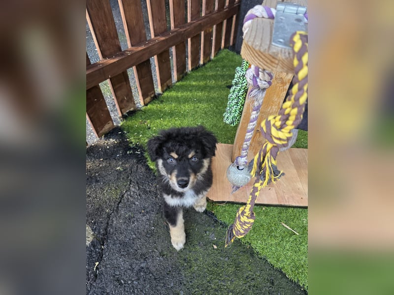 Australian shepherd Abgabebereit