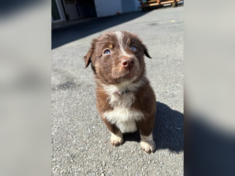 Australian shepherd Abgabebereit