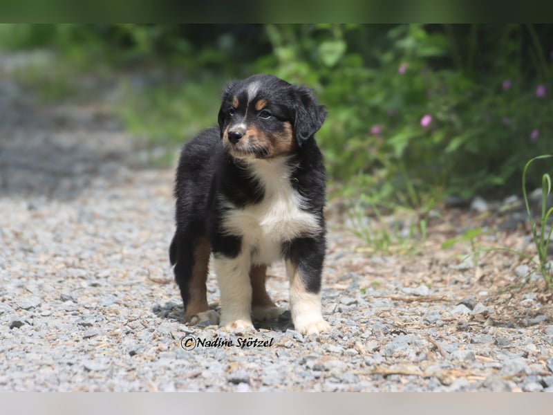 Coole Socke sucht eine nette Familie Australian Shepherd in black tri mit blau / braunen Augen