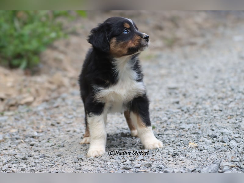 Coole Socke sucht eine nette Familie Australian Shepherd in black tri mit blau / braunen Augen