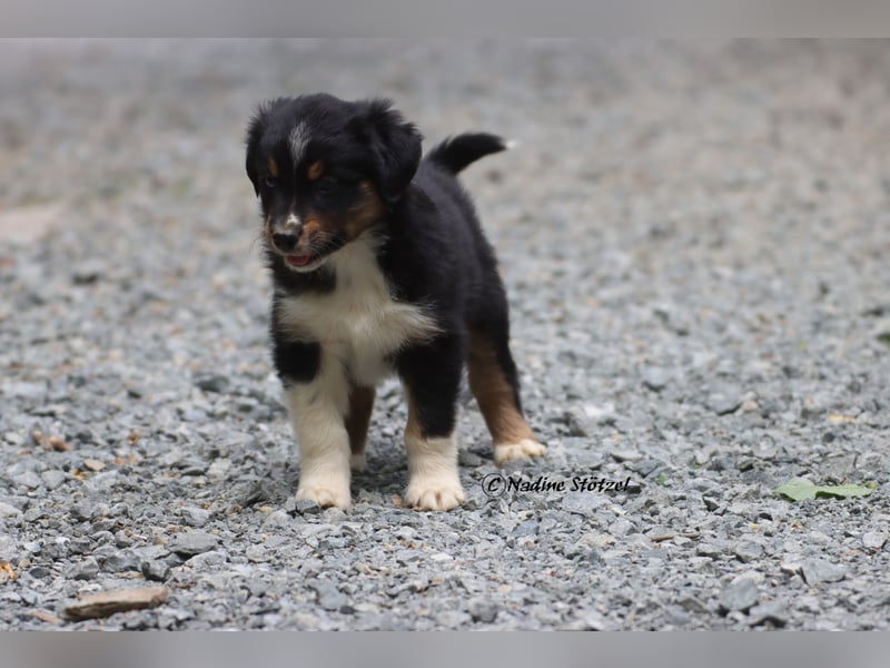 Coole Socke sucht eine nette Familie Australian Shepherd in black tri mit blau / braunen Augen
