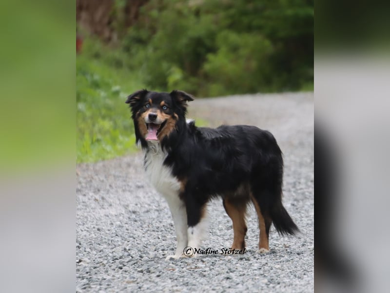 Standart Australian Shepherd Deckrüde in black tri mit blauen Augen ASDR Papiere