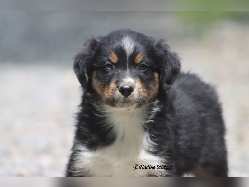 Coole Socke sucht eine nette Familie Australian Shepherd in black tri mit blau / braunen Augen