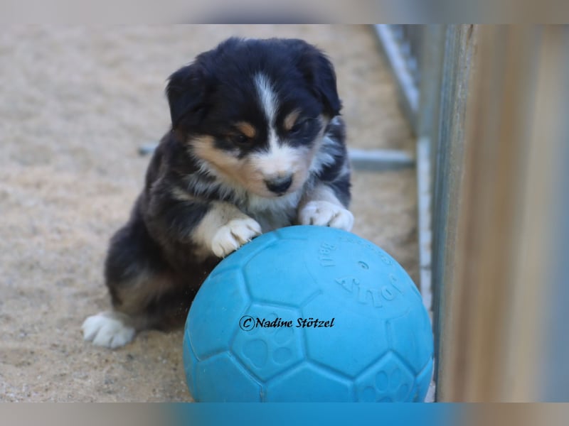 Australian Shepherd Welpe in black tri absoluter Traumhund auch als Therapiehund geeignet