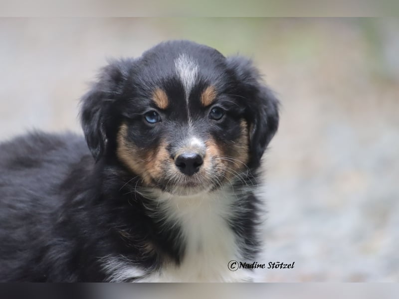 Coole Socke sucht eine nette Familie Australian Shepherd in black tri mit blau / braunen Augen