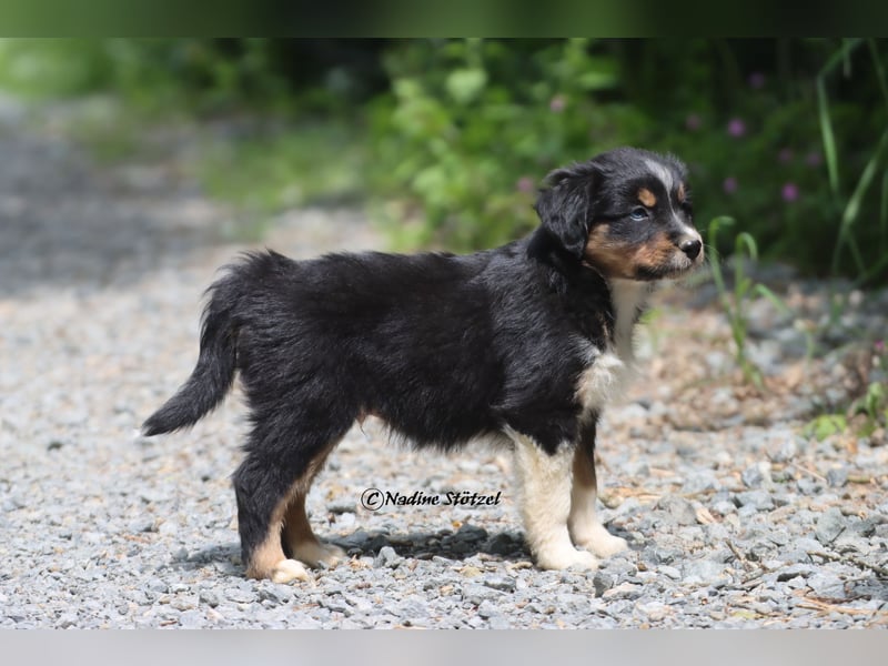 Coole Socke sucht eine nette Familie Australian Shepherd in black tri mit blau / braunen Augen
