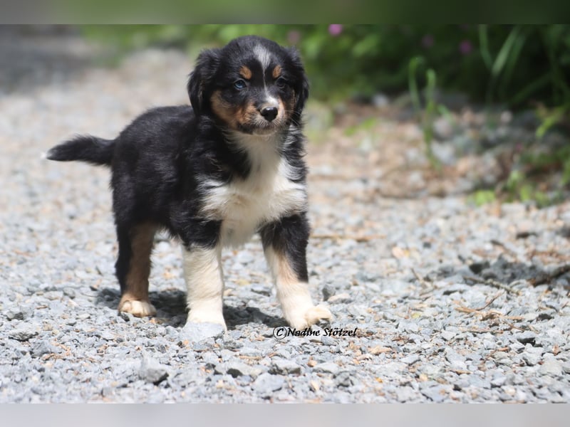 Coole Socke sucht eine nette Familie Australian Shepherd in black tri mit blau / braunen Augen