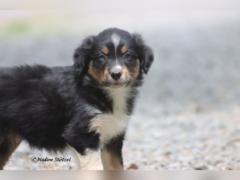 Coole Socke sucht eine nette Familie Australian Shepherd in black tri mit blau / braunen Augen