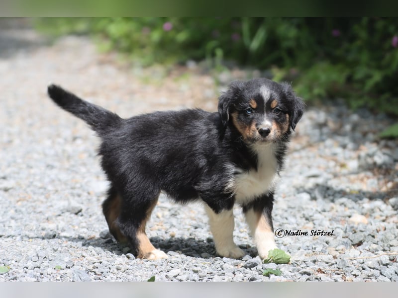 Coole Socke sucht eine nette Familie Australian Shepherd in black tri mit blau / braunen Augen