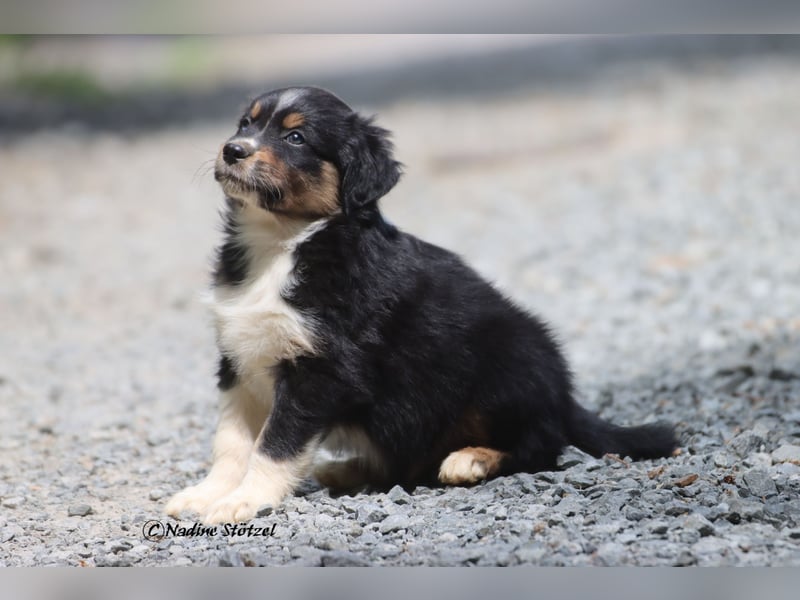 Coole Socke sucht eine nette Familie Australian Shepherd in black tri mit blau / braunen Augen