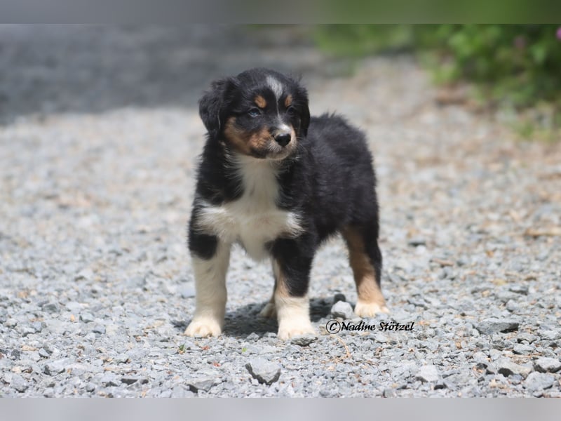 Coole Socke sucht eine nette Familie Australian Shepherd in black tri mit blau / braunen Augen