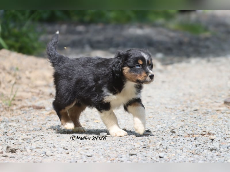 Coole Socke sucht eine nette Familie Australian Shepherd in black tri mit blau / braunen Augen