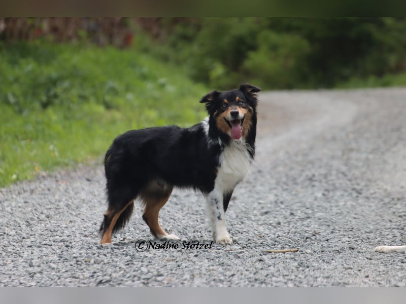 Standart Australian Shepherd Deckrüde in black tri mit blauen Augen ASDR Papiere