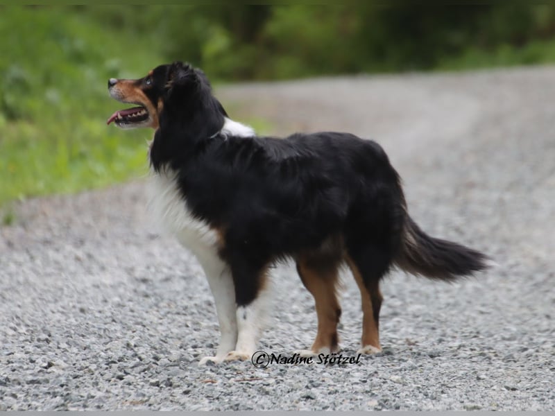 Standart Australian Shepherd Deckrüde in black tri mit blauen Augen ASDR Papiere