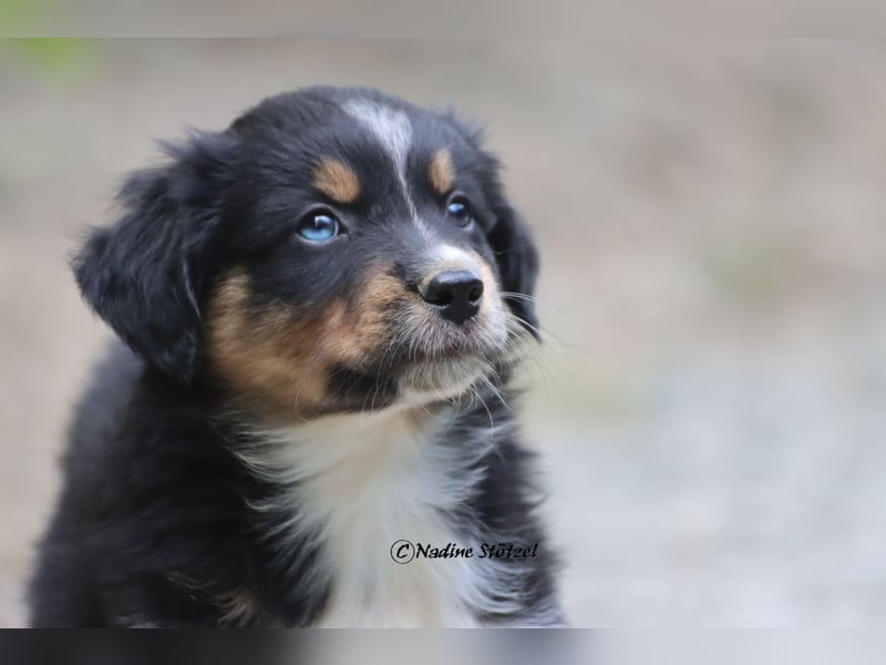 Coole Socke sucht eine nette Familie Australian Shepherd in black tri mit blau / braunen Augen
