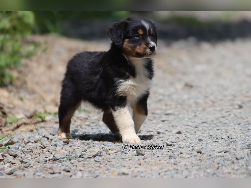 Coole Socke sucht eine nette Familie Australian Shepherd in black tri mit blau / braunen Augen