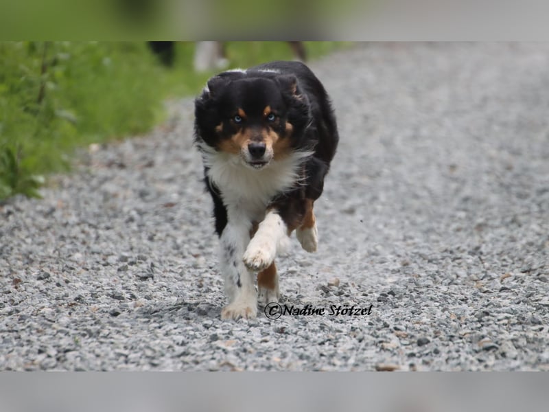 Standart Australian Shepherd Deckrüde in black tri mit blauen Augen ASDR Papiere