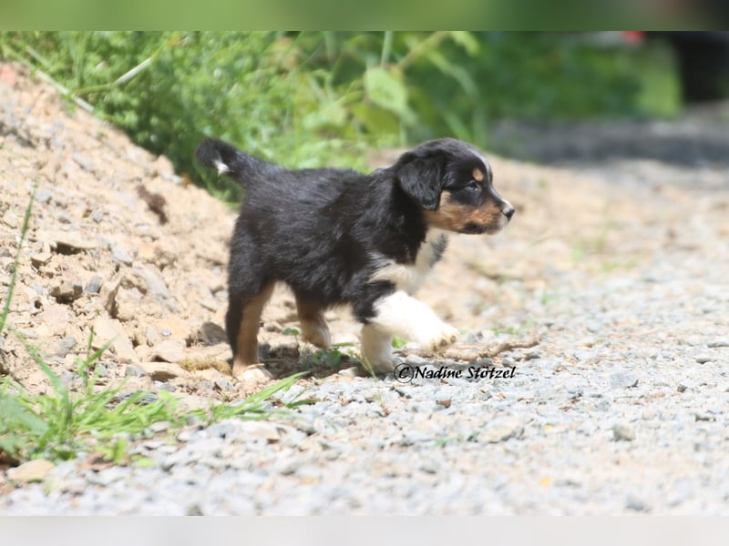 Coole Socke sucht eine nette Familie Australian Shepherd in black tri mit blau / braunen Augen