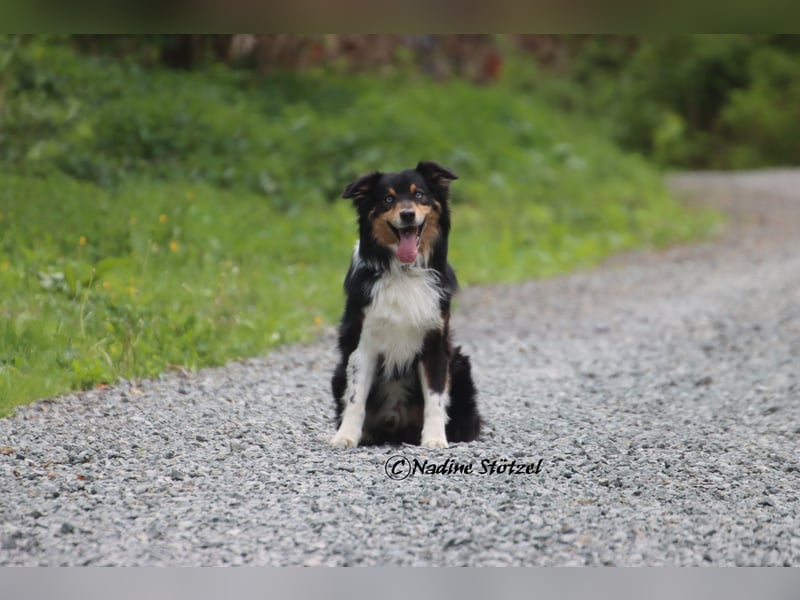 Standart Australian Shepherd Deckrüde in black tri mit blauen Augen ASDR Papiere