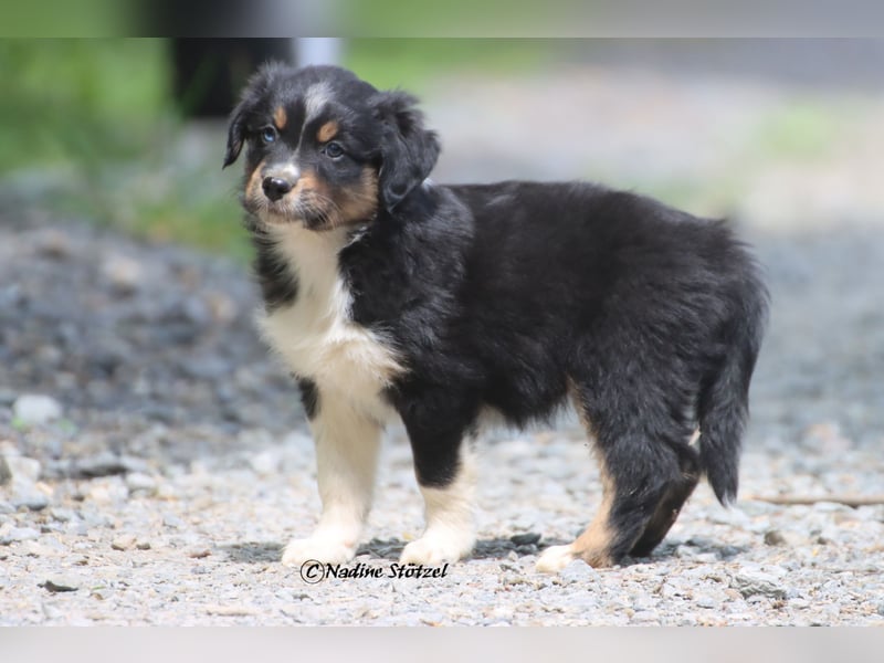 Coole Socke sucht eine nette Familie Australian Shepherd in black tri mit blau / braunen Augen