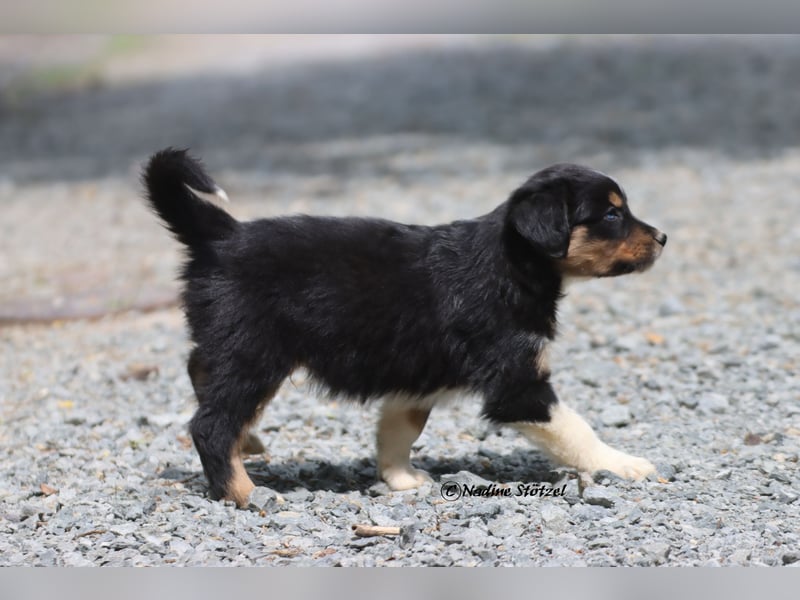 Coole Socke sucht eine nette Familie Australian Shepherd in black tri mit blau / braunen Augen
