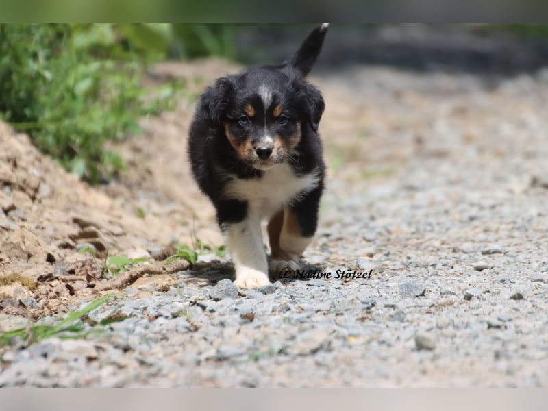 Coole Socke sucht eine nette Familie Australian Shepherd in black tri mit blau / braunen Augen