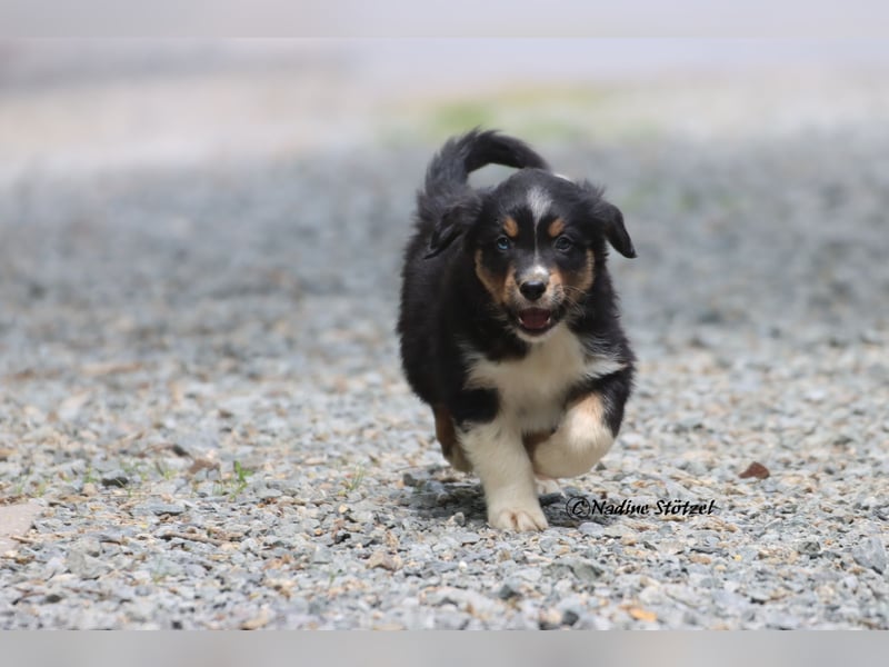 Coole Socke sucht eine nette Familie Australian Shepherd in black tri mit blau / braunen Augen