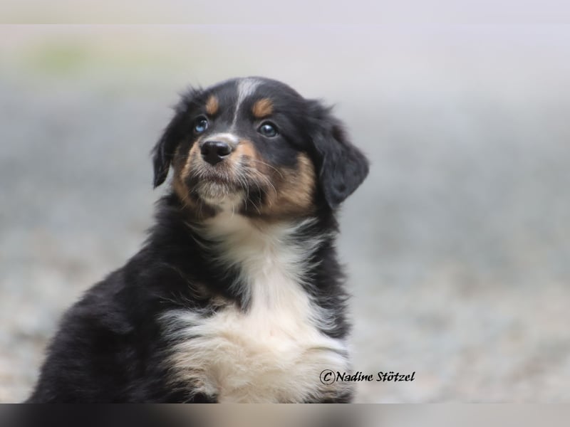 Coole Socke sucht eine nette Familie Australian Shepherd in black tri mit blau / braunen Augen