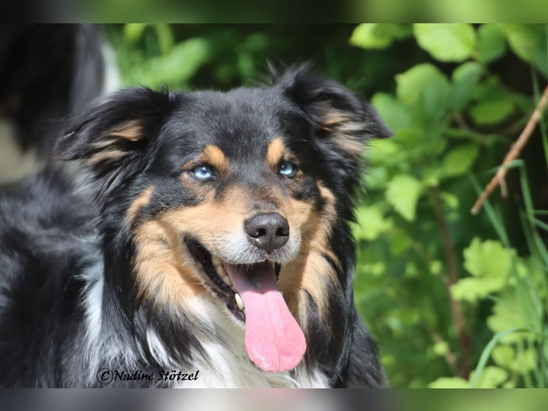 Standart Australian Shepherd Deckrüde in black tri mit blauen Augen ASDR Papiere