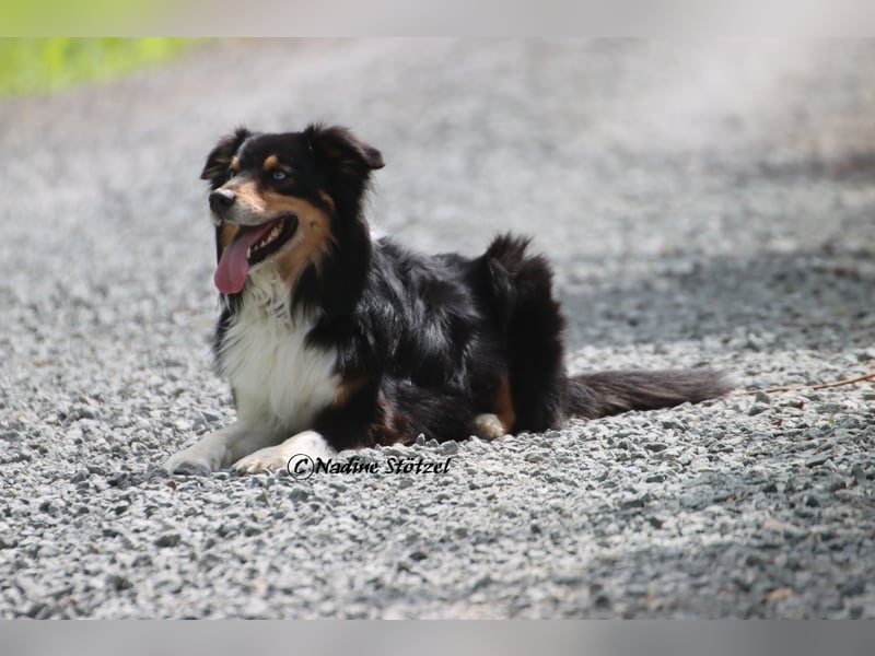 Standart Australian Shepherd Deckrüde in black tri mit blauen Augen ASDR Papiere