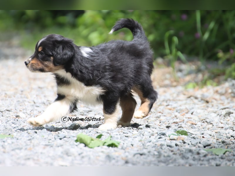 Coole Socke sucht eine nette Familie Australian Shepherd in black tri mit blau / braunen Augen