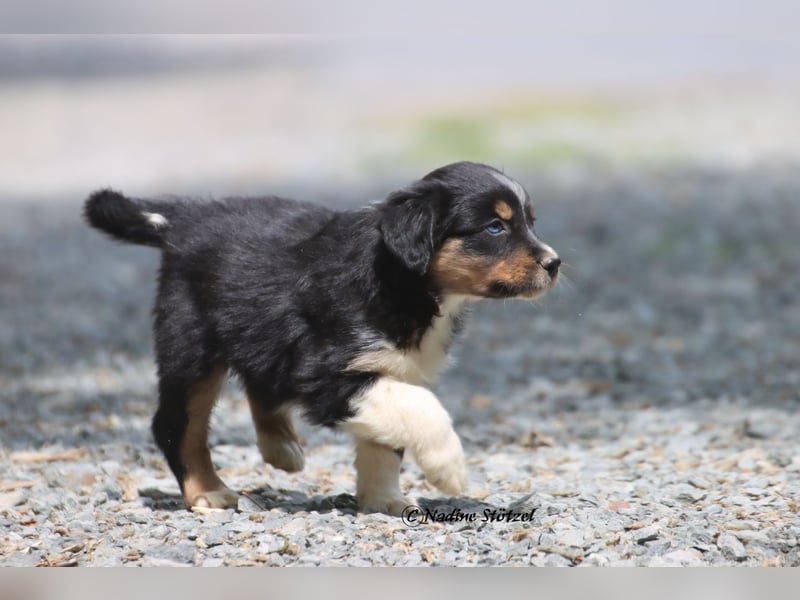Coole Socke sucht eine nette Familie Australian Shepherd in black tri mit blau / braunen Augen