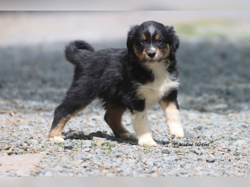 Coole Socke sucht eine nette Familie Australian Shepherd in black tri mit blau / braunen Augen