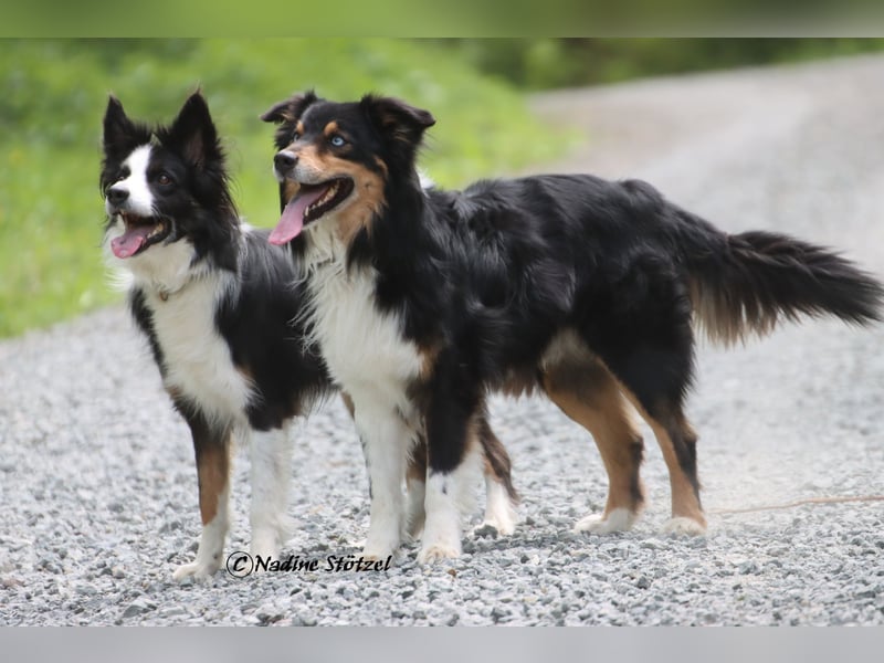 Standart Australian Shepherd Deckrüde in black tri mit blauen Augen ASDR Papiere