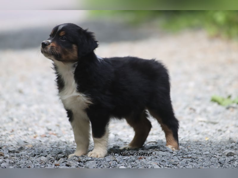 Coole Socke sucht eine nette Familie Australian Shepherd in black tri mit blau / braunen Augen