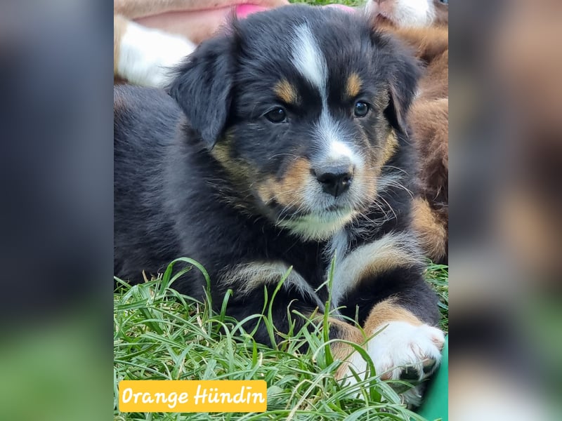 Australian Shepherd Welpen bald abgabebereit!