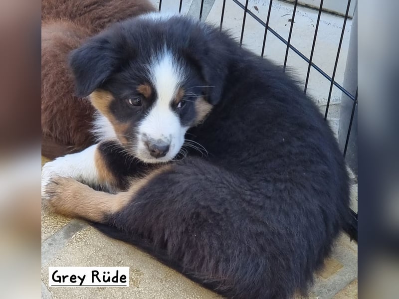 Australian Shepherd Welpen bald abgabebereit!