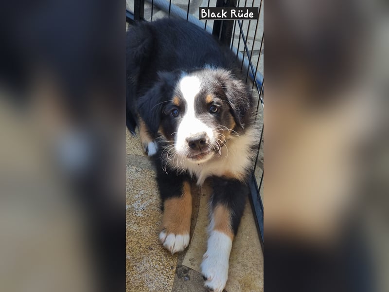Australian Shepherd Welpen bald abgabebereit!