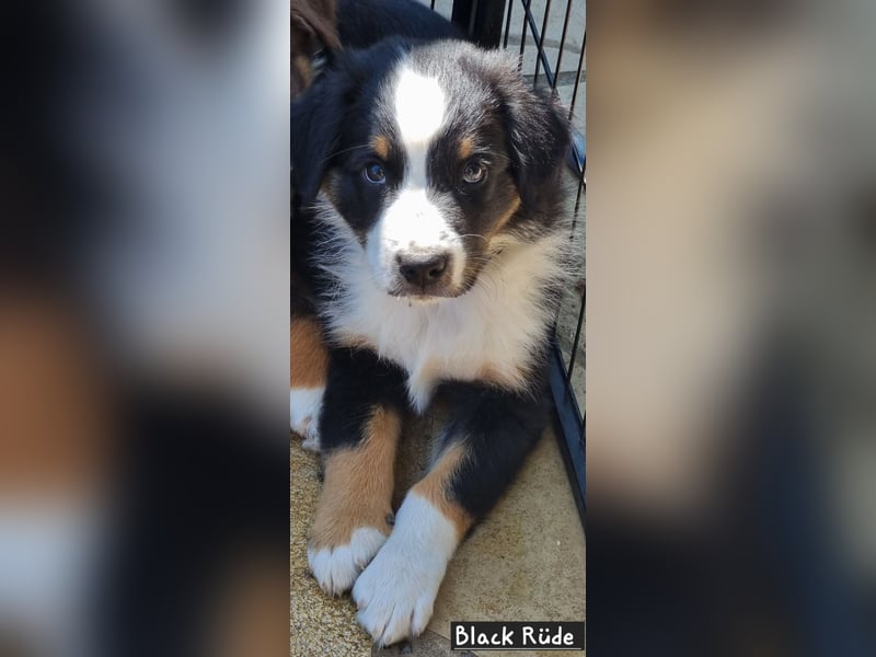 Australian Shepherd Welpen bald abgabebereit!