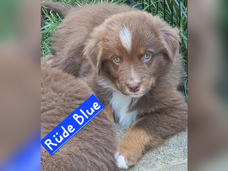Australian Shepherd Welpen bald abgabebereit!