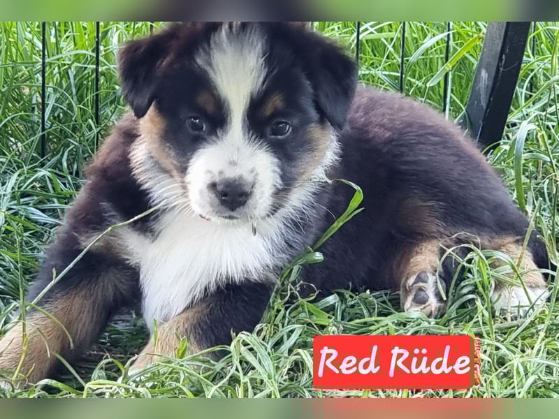 Australian Shepherd Welpen bald abgabebereit!