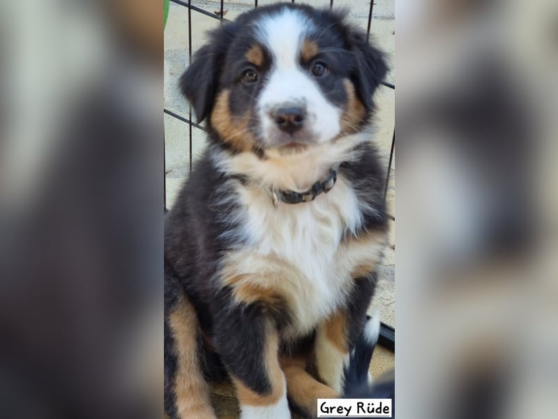 Australian Shepherd Welpen bald abgabebereit!
