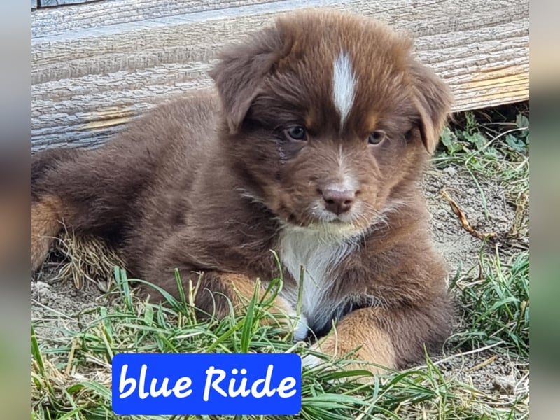 Australian Shepherd Welpen bald abgabebereit!