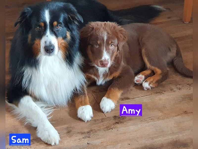 Australian Shepherd Welpen bald abgabebereit!