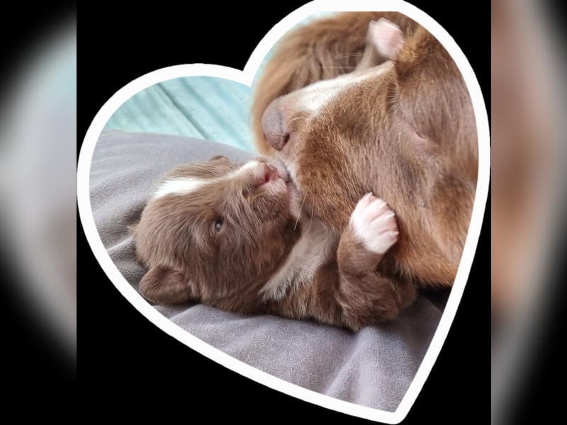 Australian Shepherd Welpen bald abgabebereit!