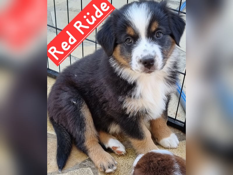 Australian Shepherd Welpen bald abgabebereit!